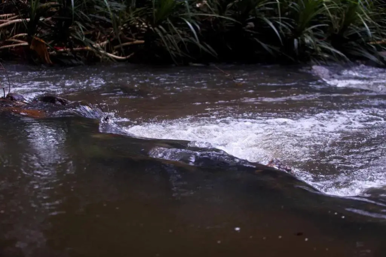 mastodon valley safari resort