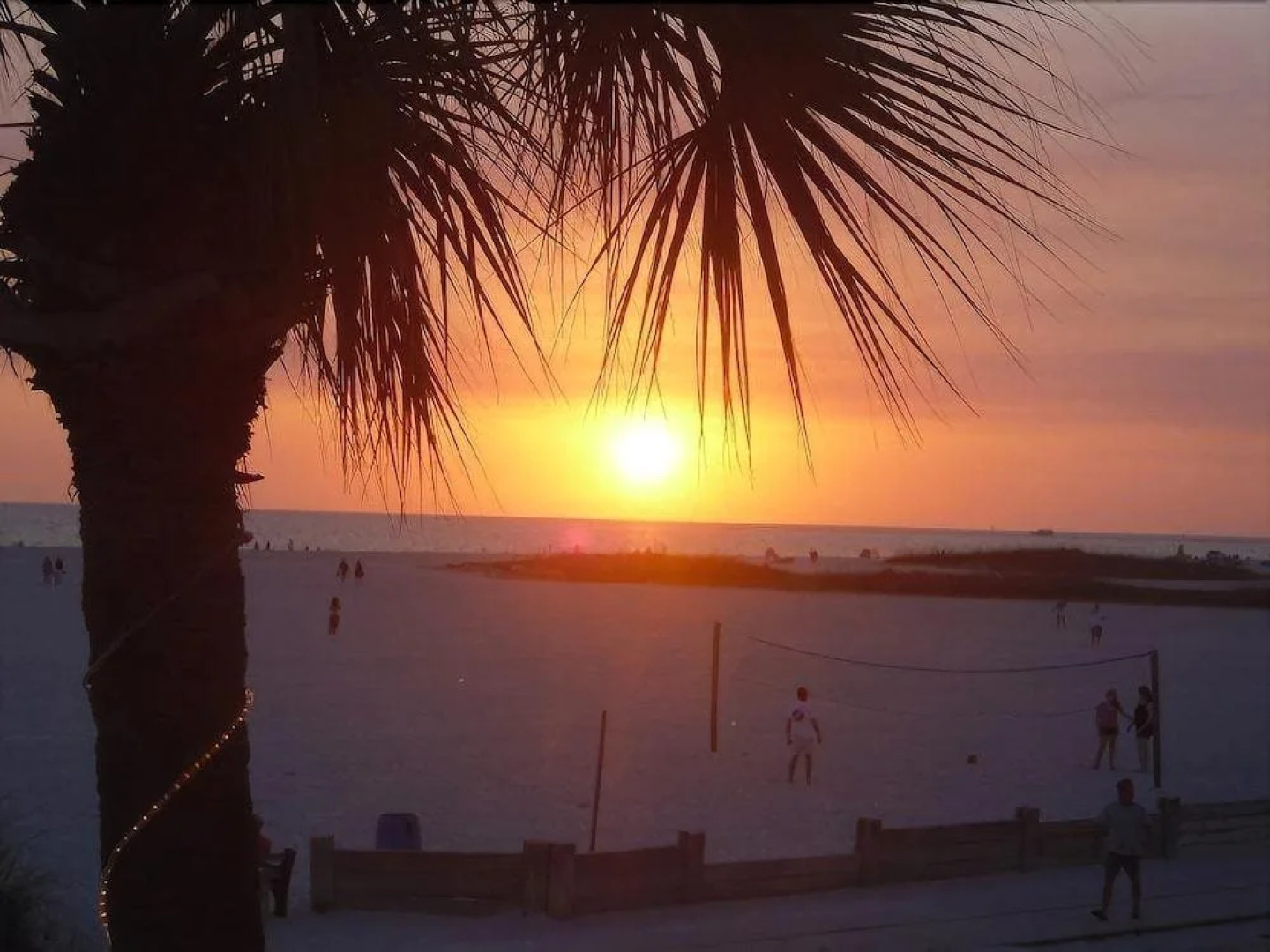 Beach Palms