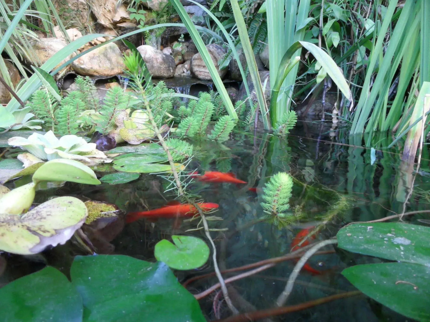 Residence Veles Plage