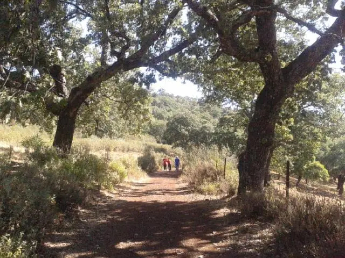 Virgen De Los Remedios