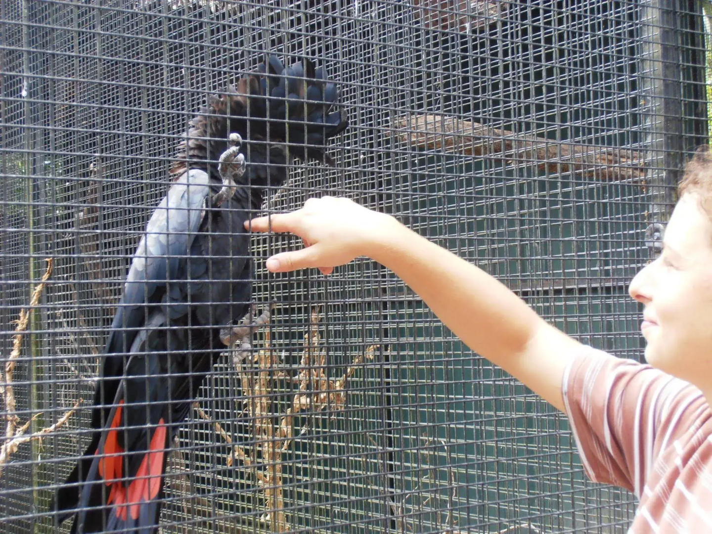 Daintree Wild Zoo & B&B