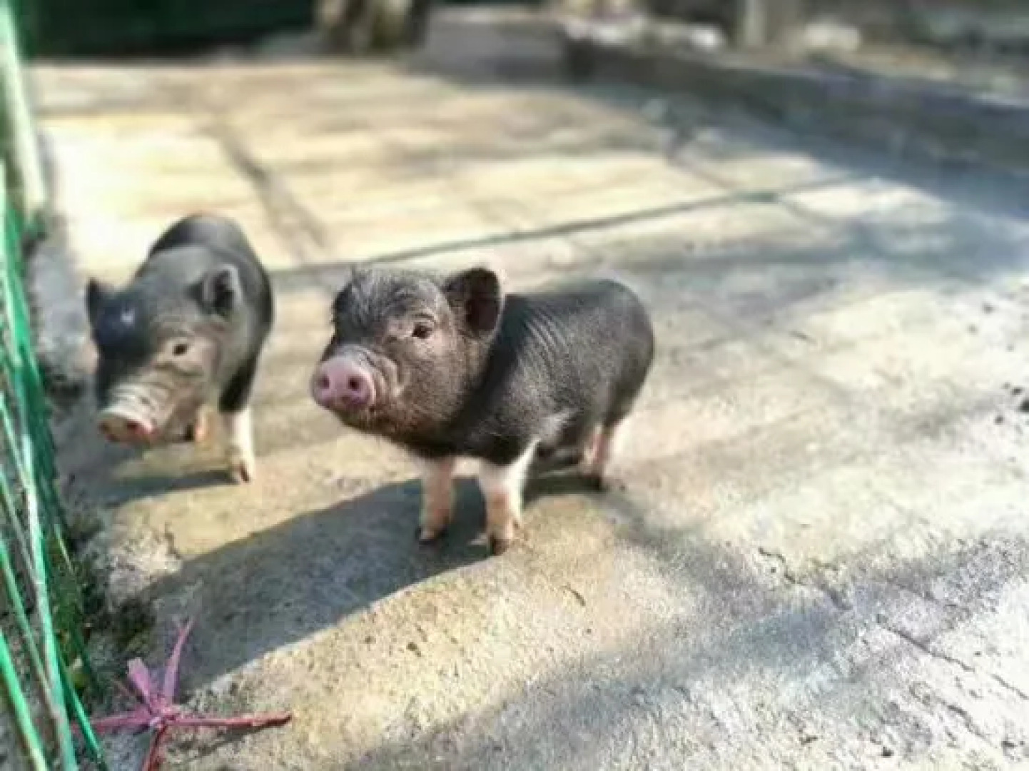 Zizai Pingjiang Wild Luxury Resort