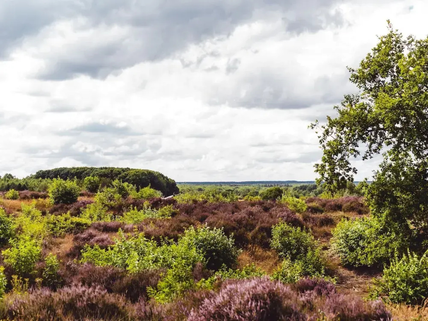 Tidy Furnished Chalet With a Combi Microwave, in the Veluwe