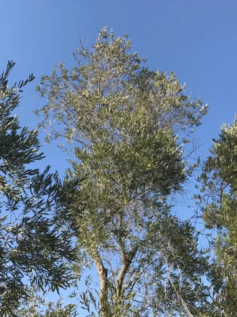 Chambres d'Hôtes Les Oliviers - Marignane