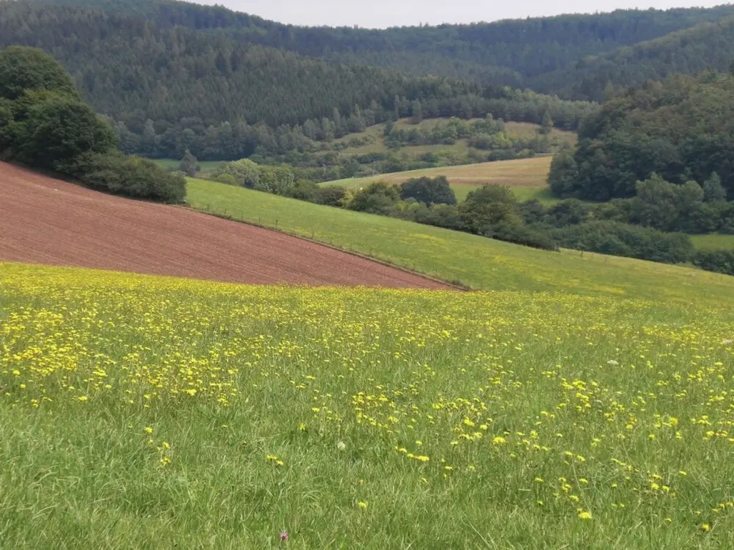 Dog-friendly Holiday Home in the Knull