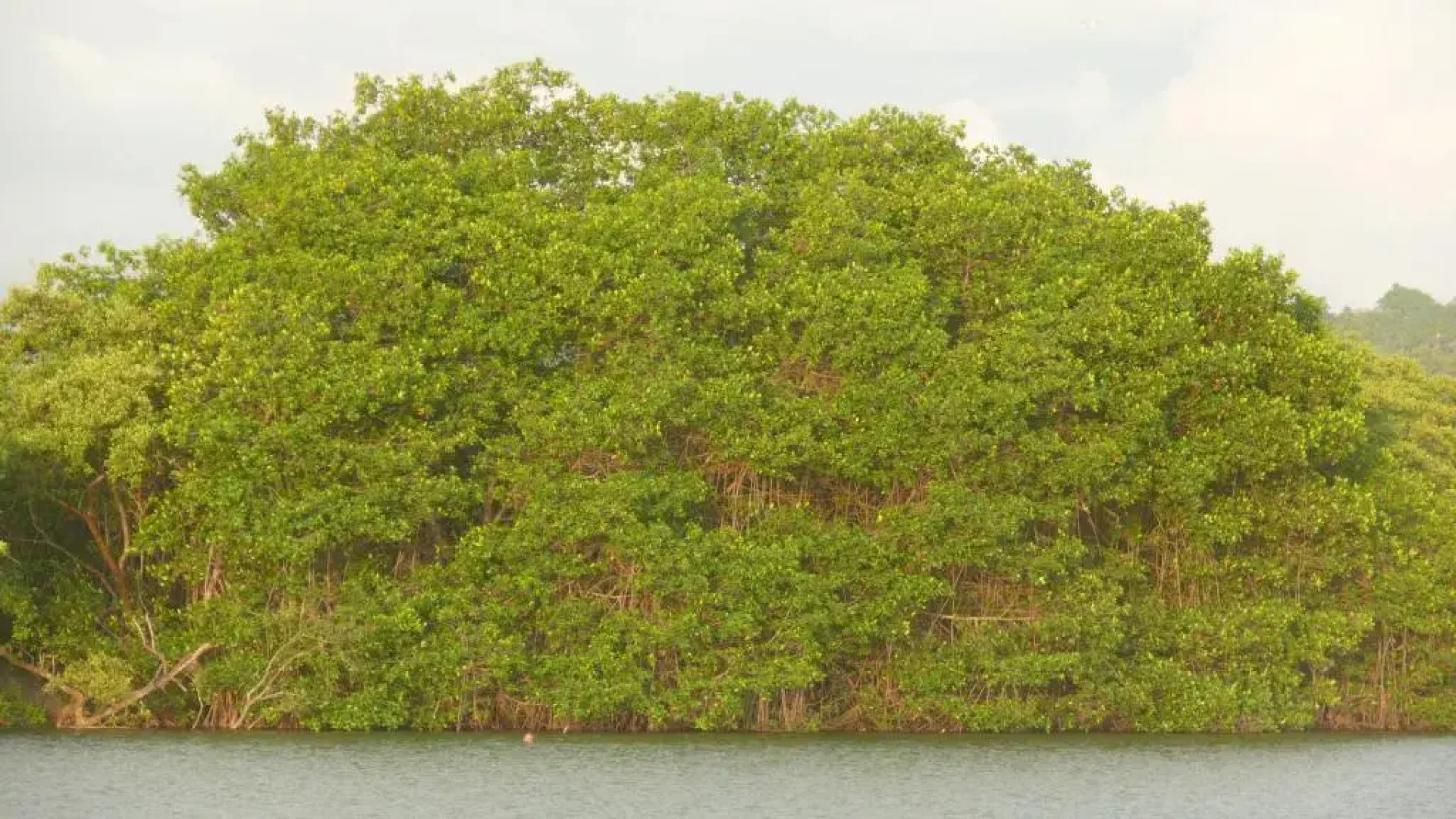 Tagualodge Hostel Manglaralto