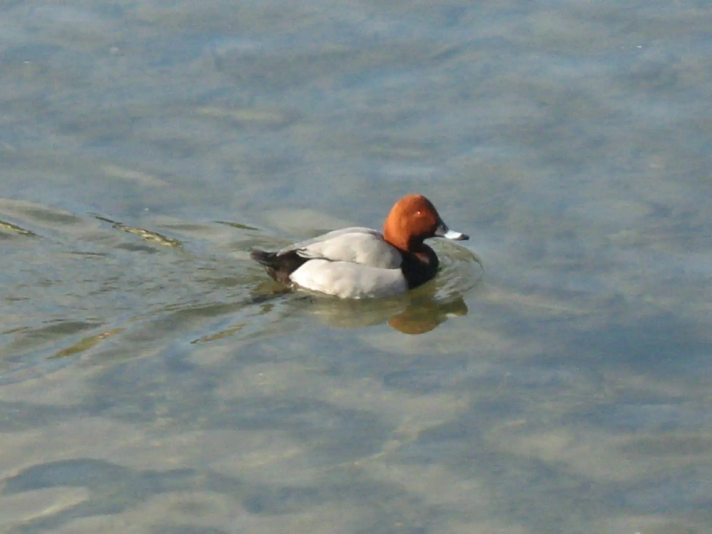 Albergo Stella Di Mare