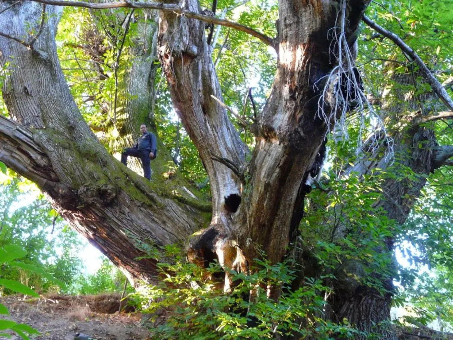 Apartamentos el Camino