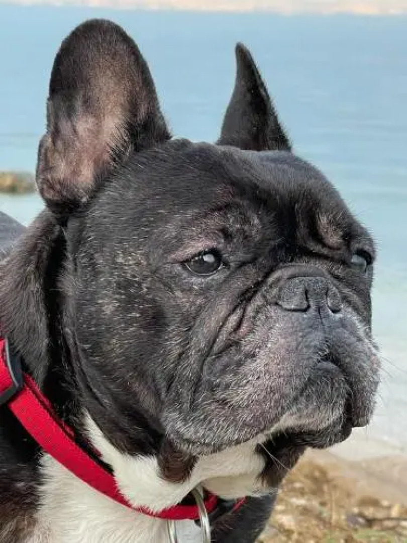 Apartments & Rooms Nardin