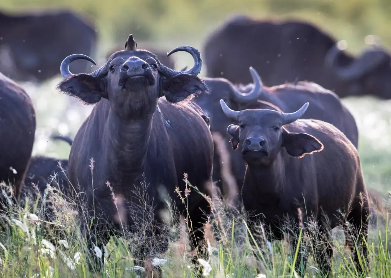 Royal Thonga Safari Lodge