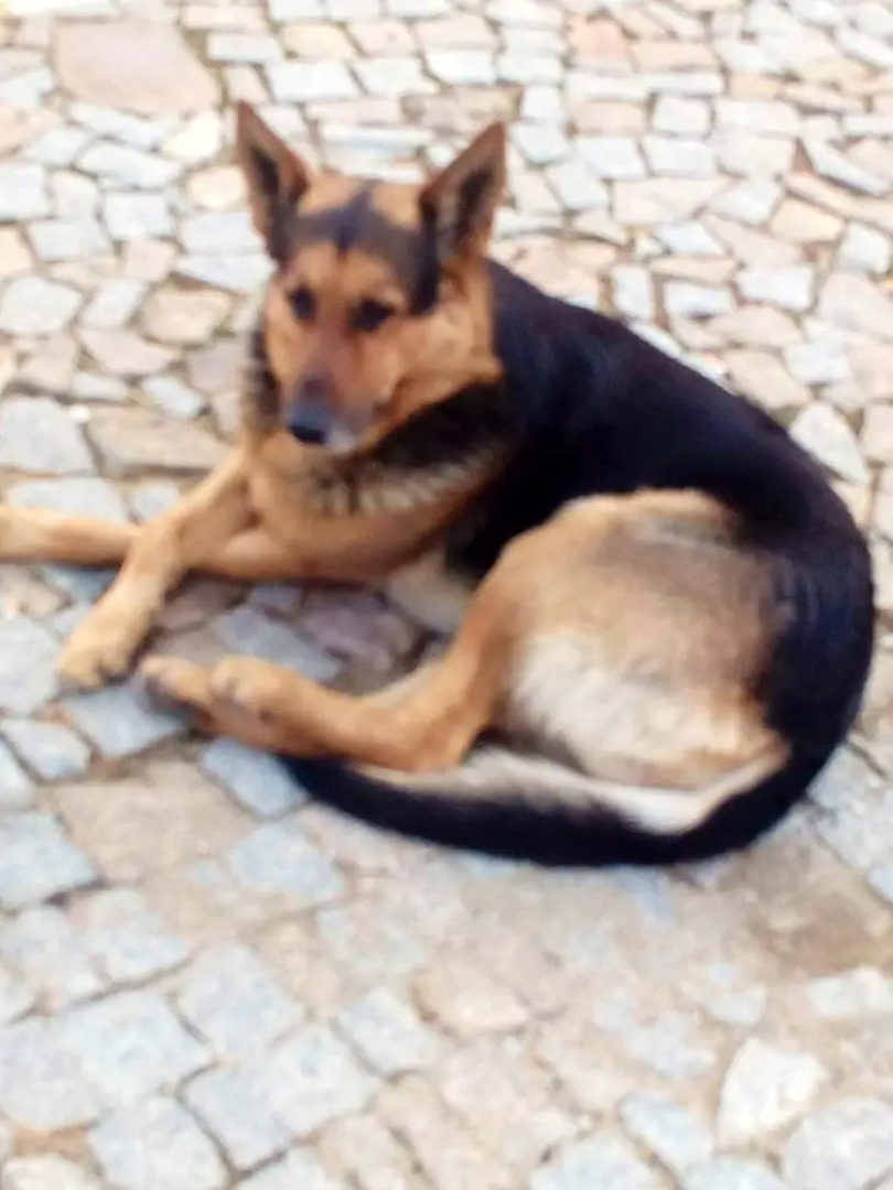 House With 2 Bedrooms in Montoito, With Pool Access, Enclosed Garden a