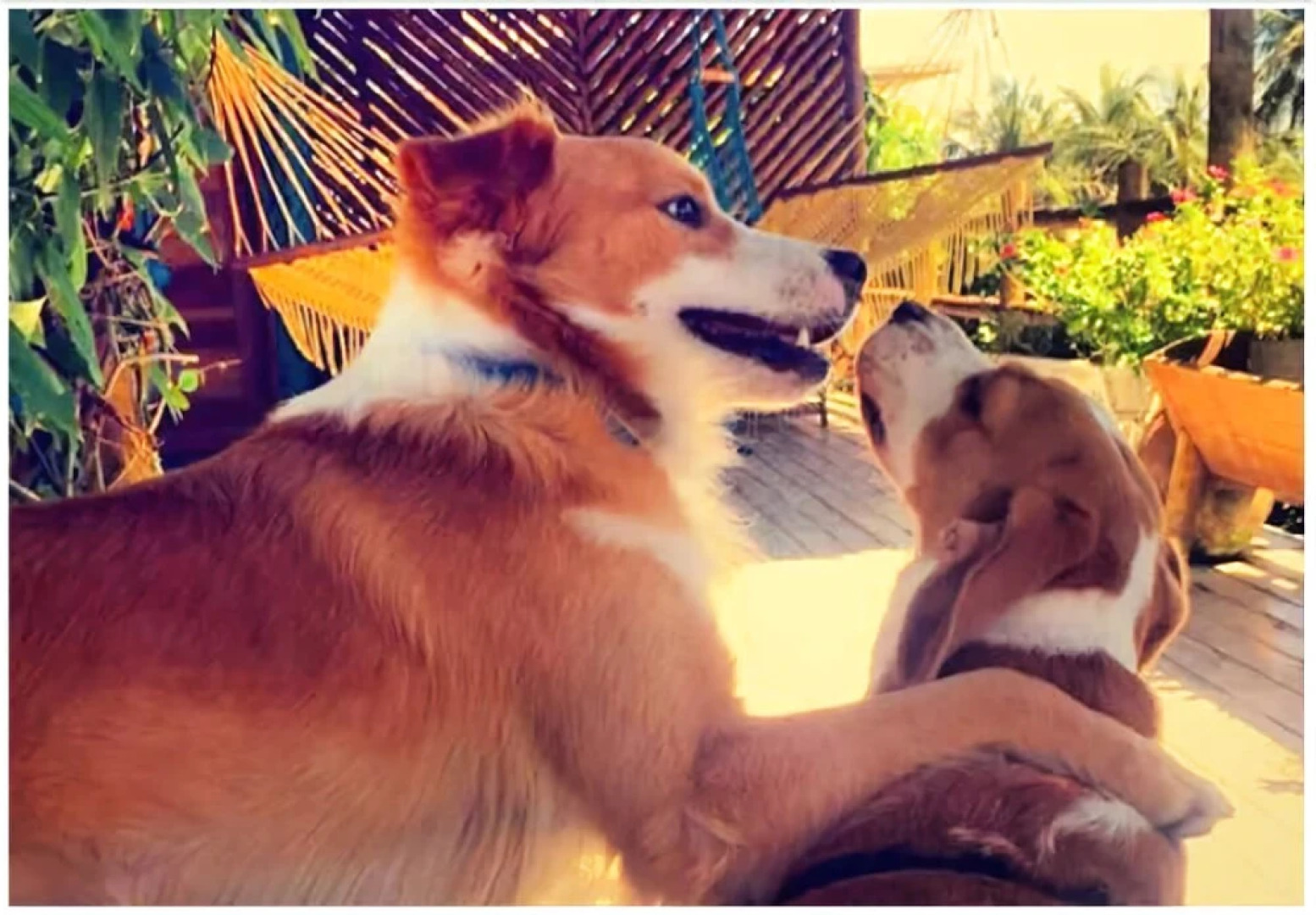 Hula Hula Brazil Icaraizinho