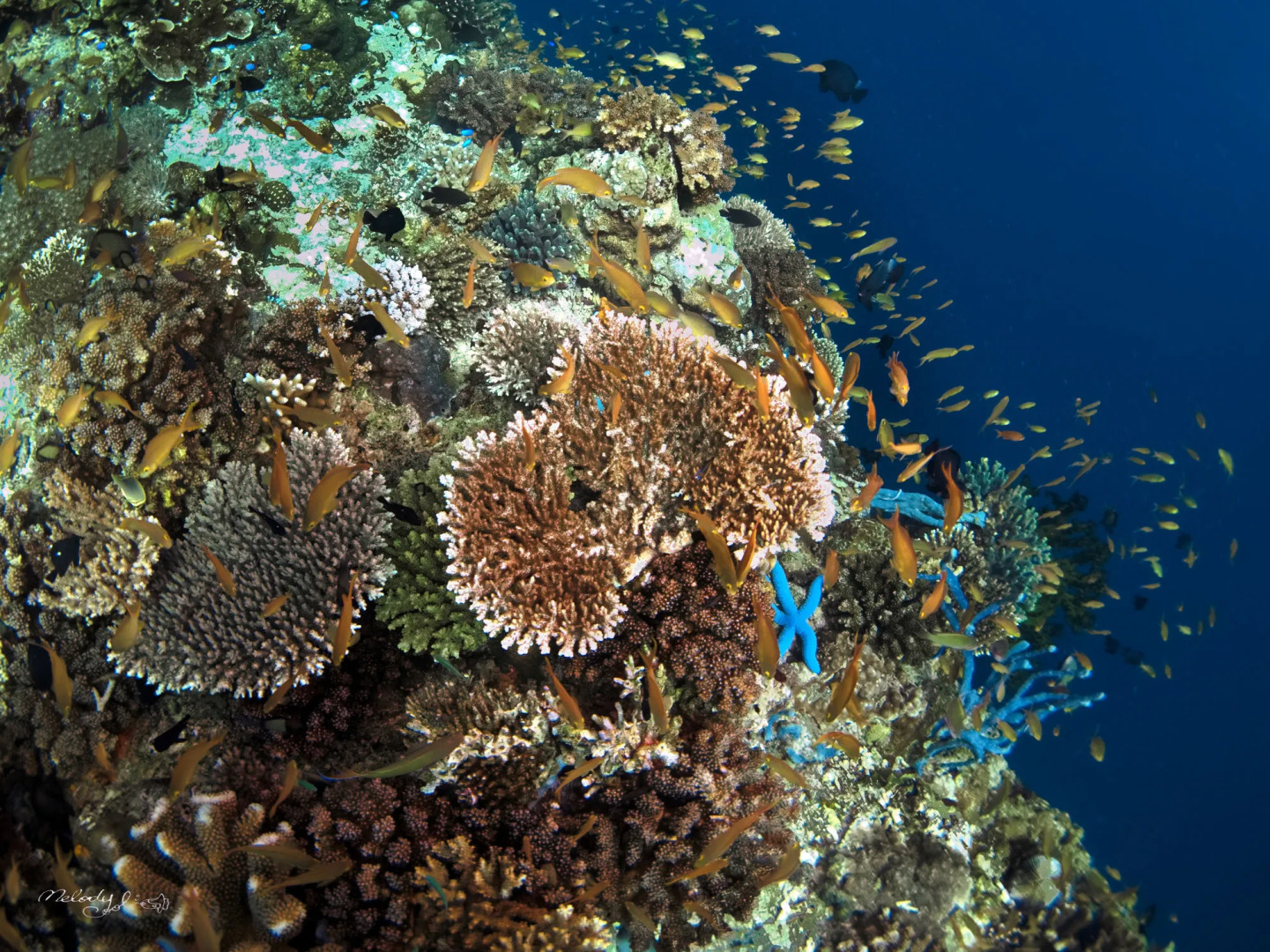 Turtle Bay Dive Resort