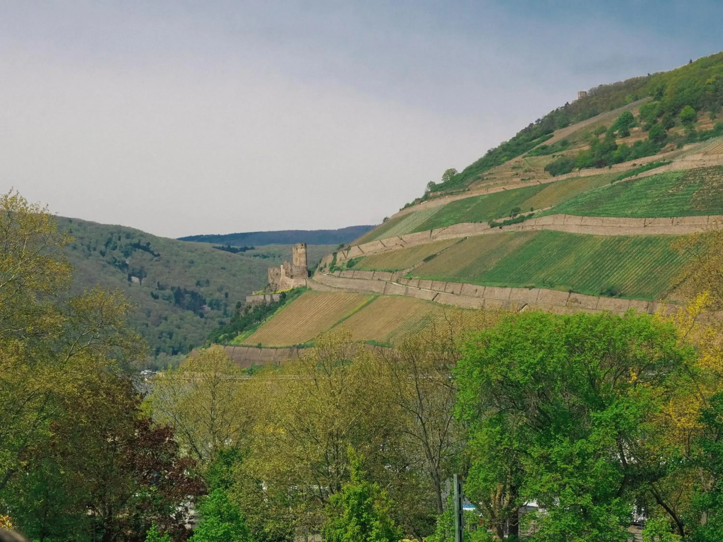 Rheinufer am Hindenburgpark