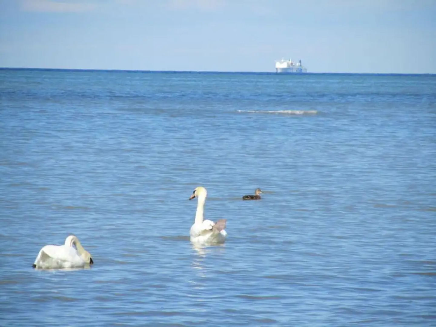 Bolliger Modern Retreat