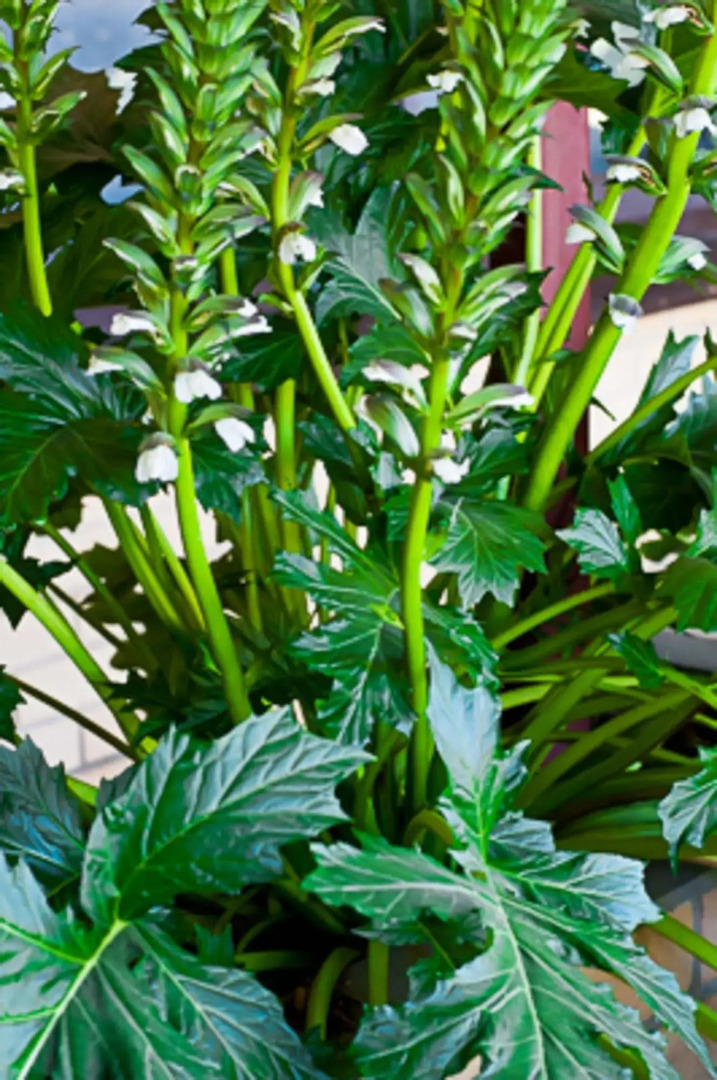 Angaston Vineyards Motel