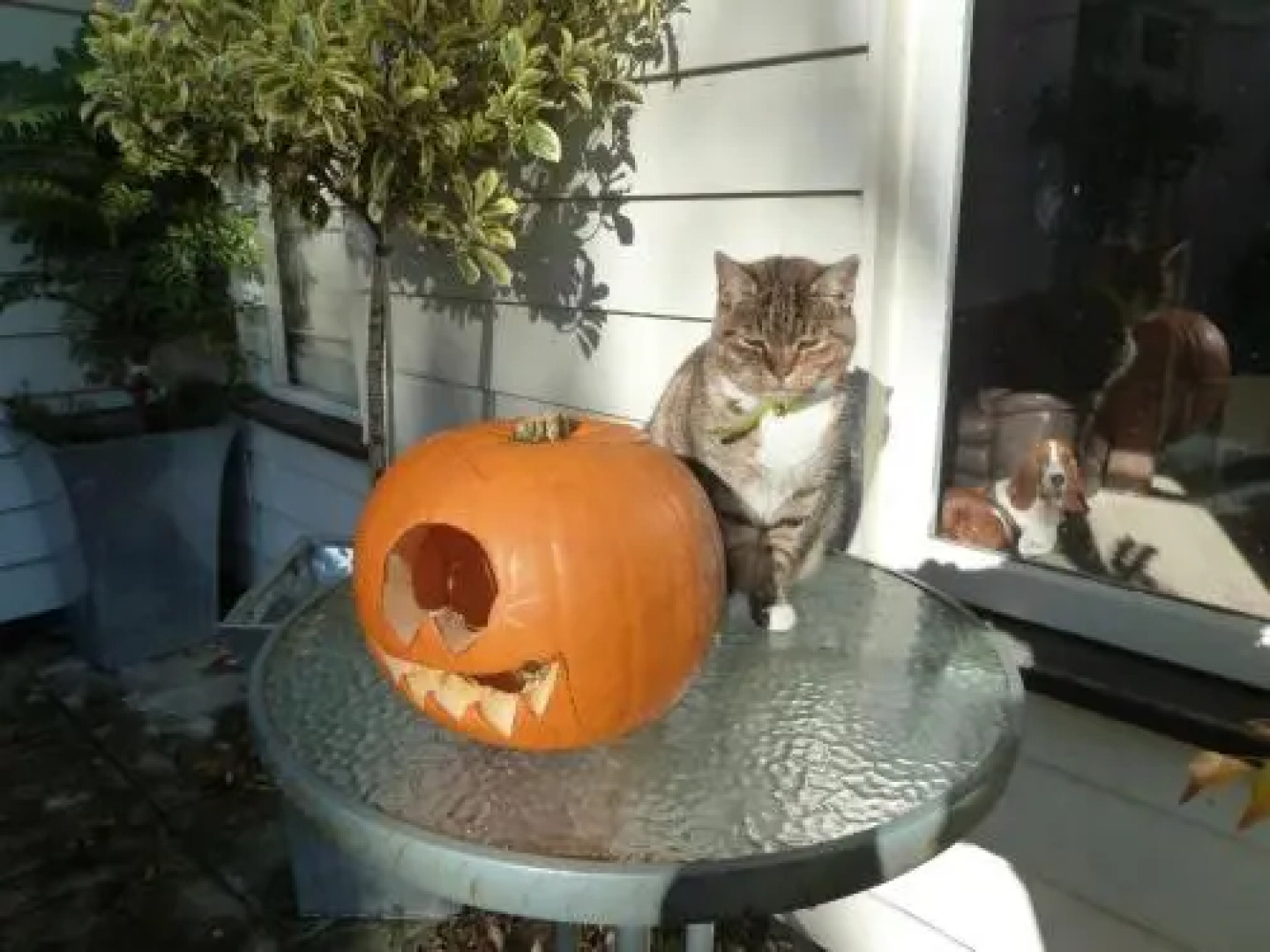 The Willows Guesthouse