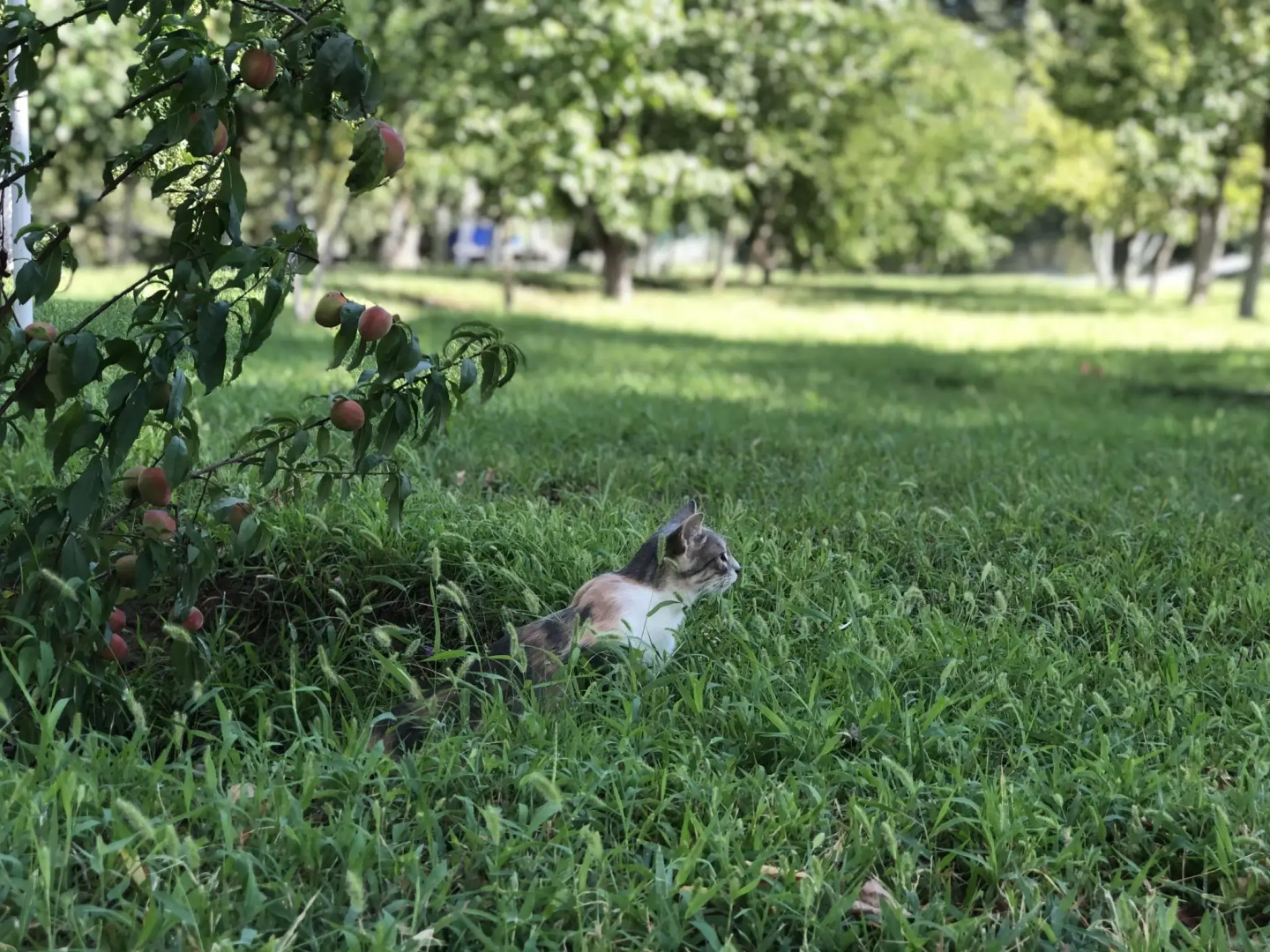 Золотой Лотос