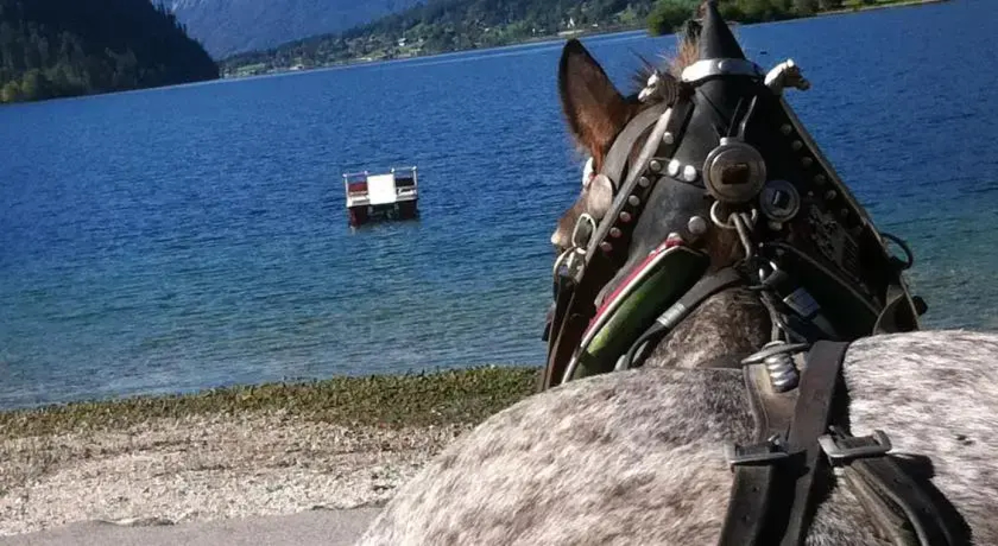 Reitbauernhof Schartner