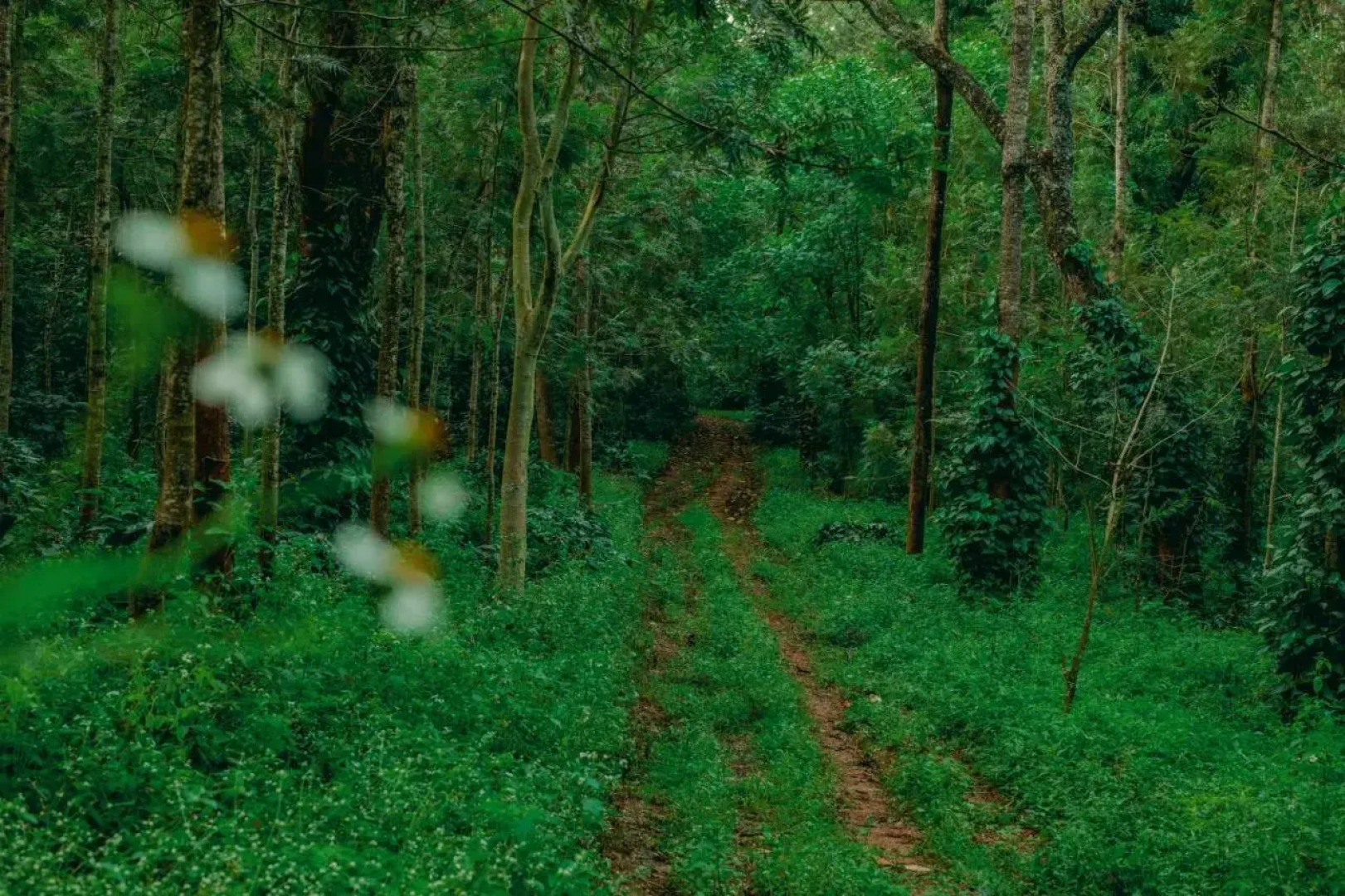 The Blossom Resort Chikmagalur