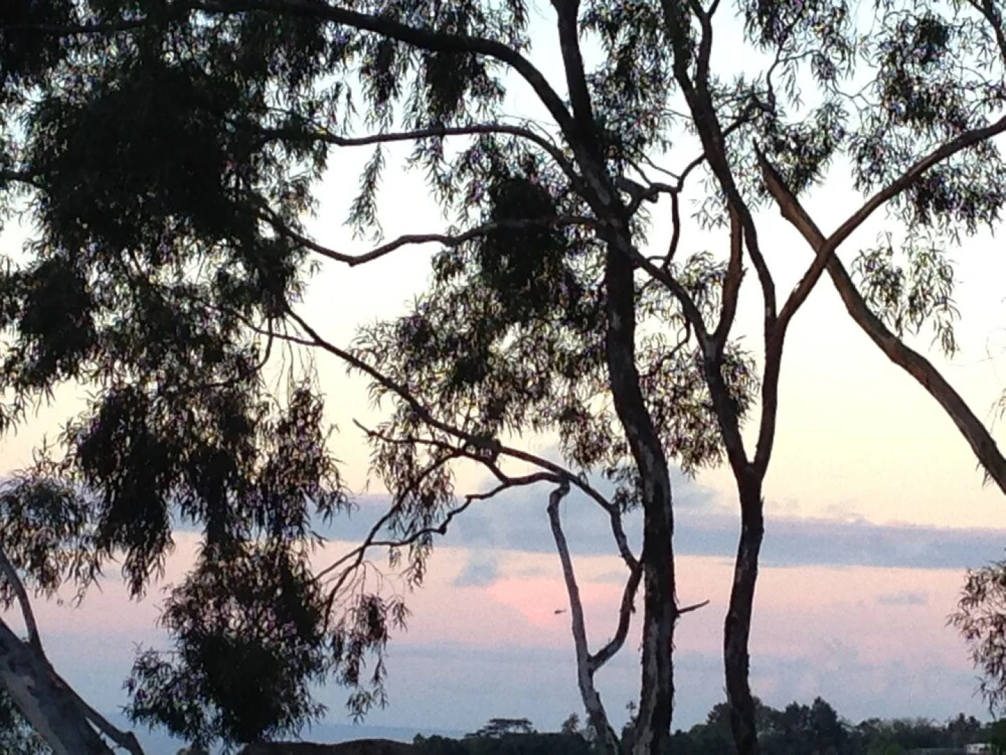 Eucalyptus Treehouse