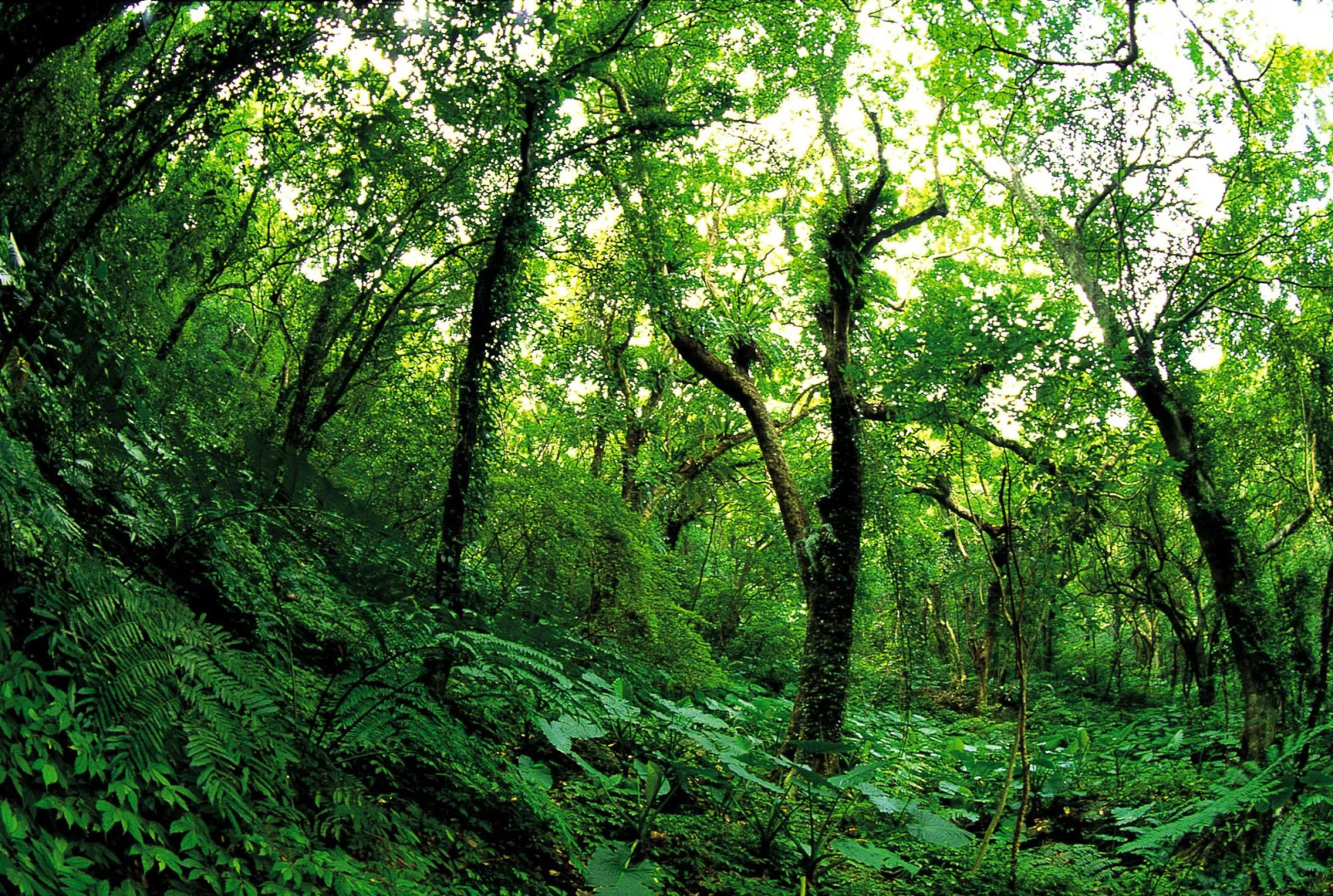 The Great Roots Forestry SPA Resort