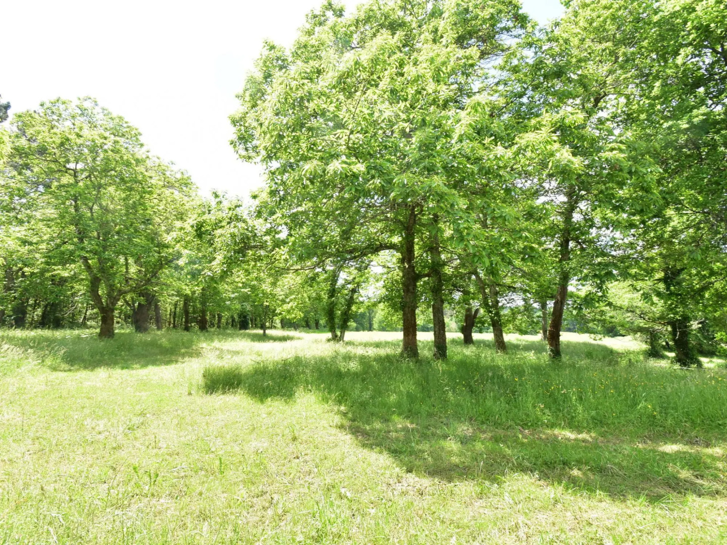 Refined Holiday Home in Villefranche-du-perigord With Garden