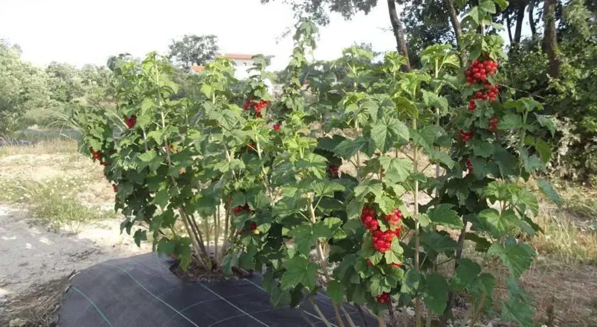 Quinta dos Carvalhais