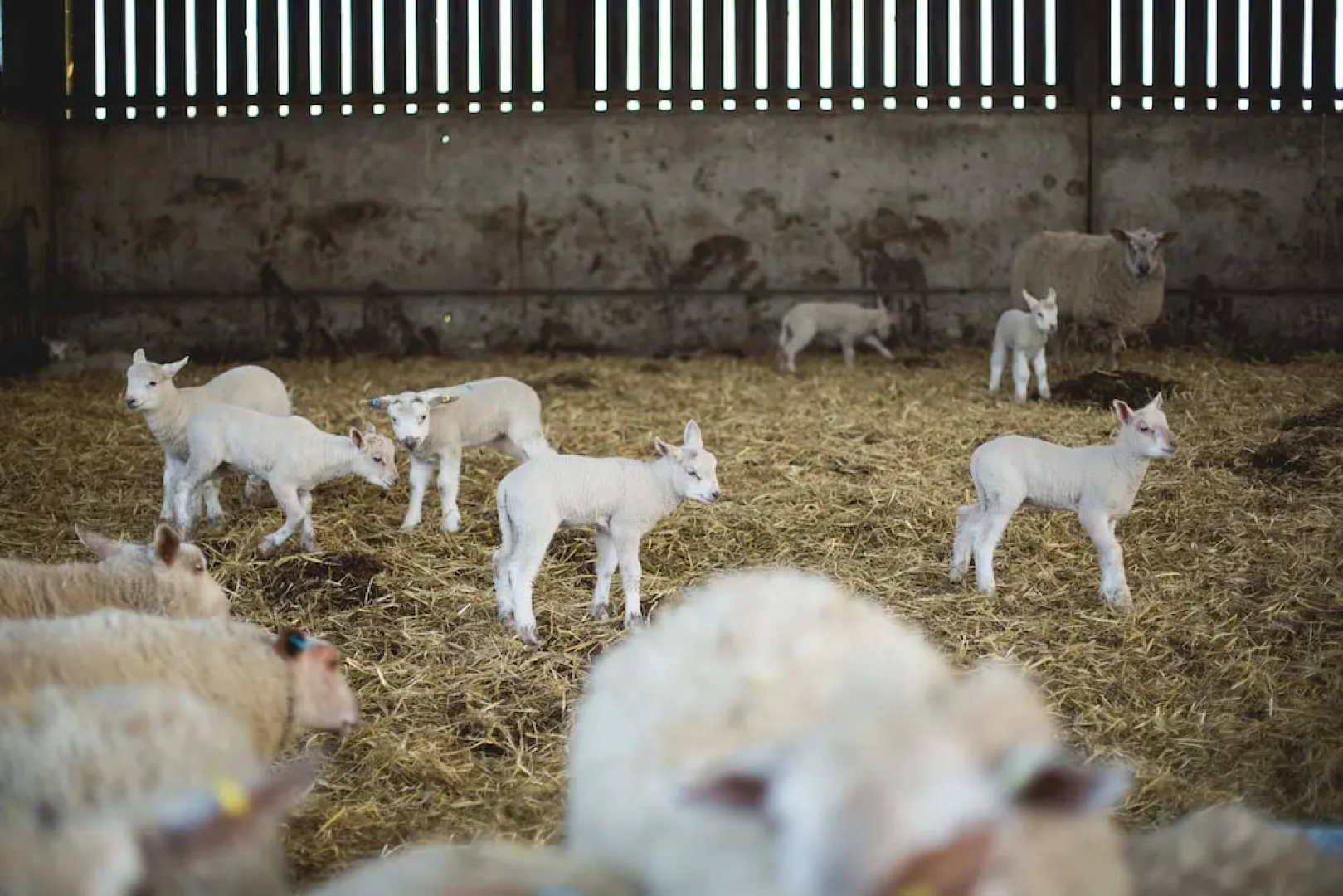 Owen House Farm