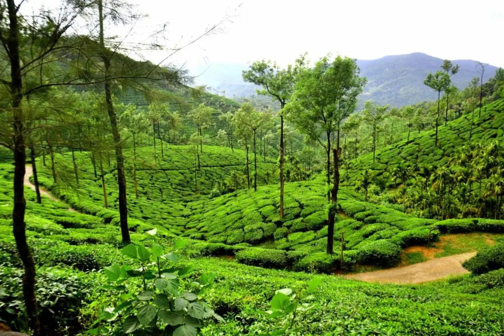 BlueMoon Homestay - Near to falls & Trekking