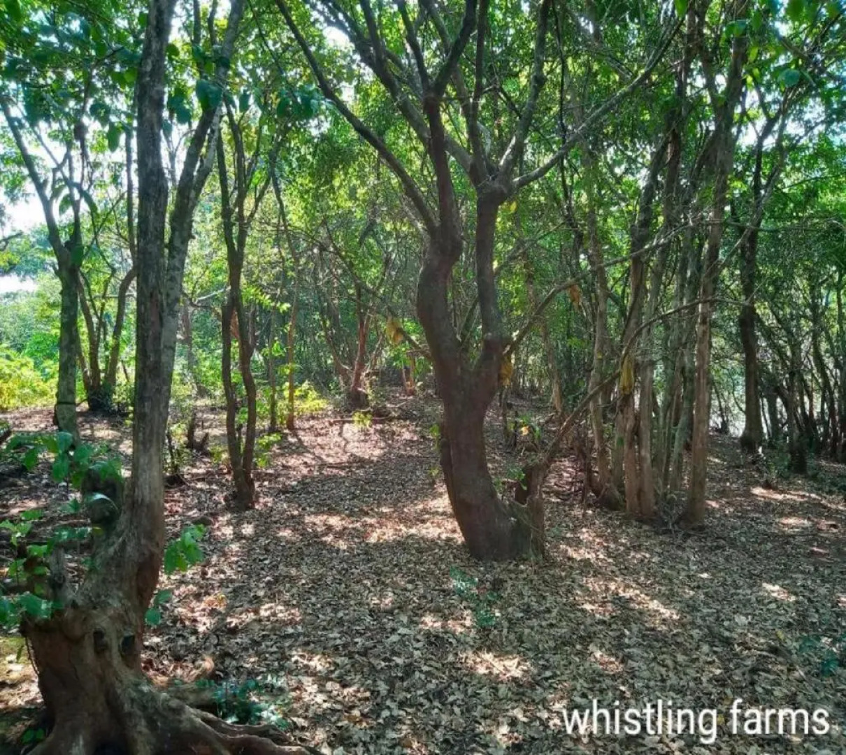 Whistling Farms Home Stay