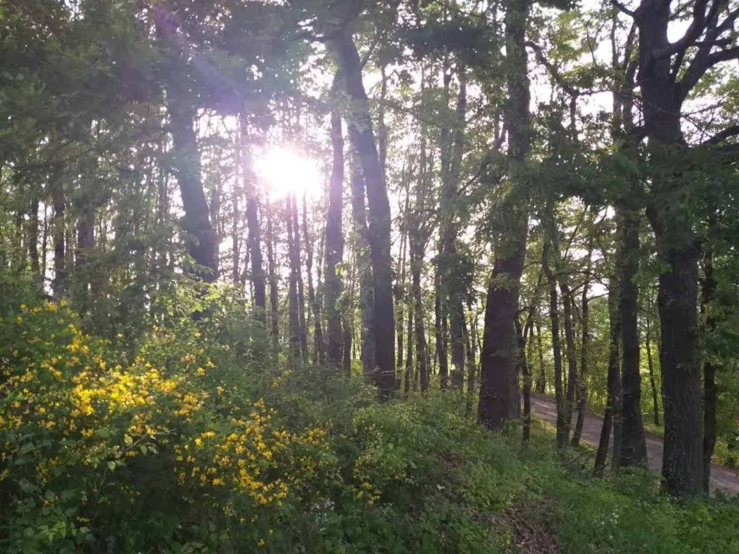 Uno chalet nel bosco