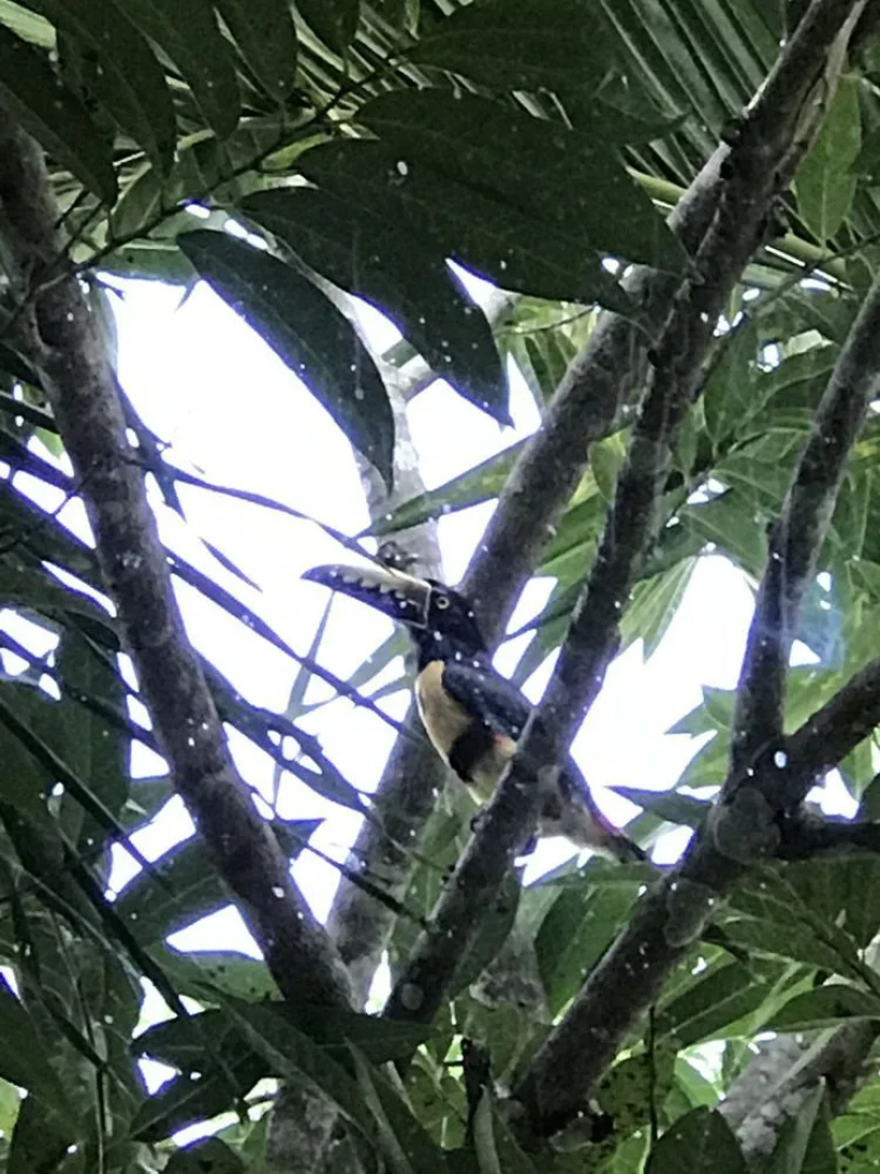 Super Palm Resort