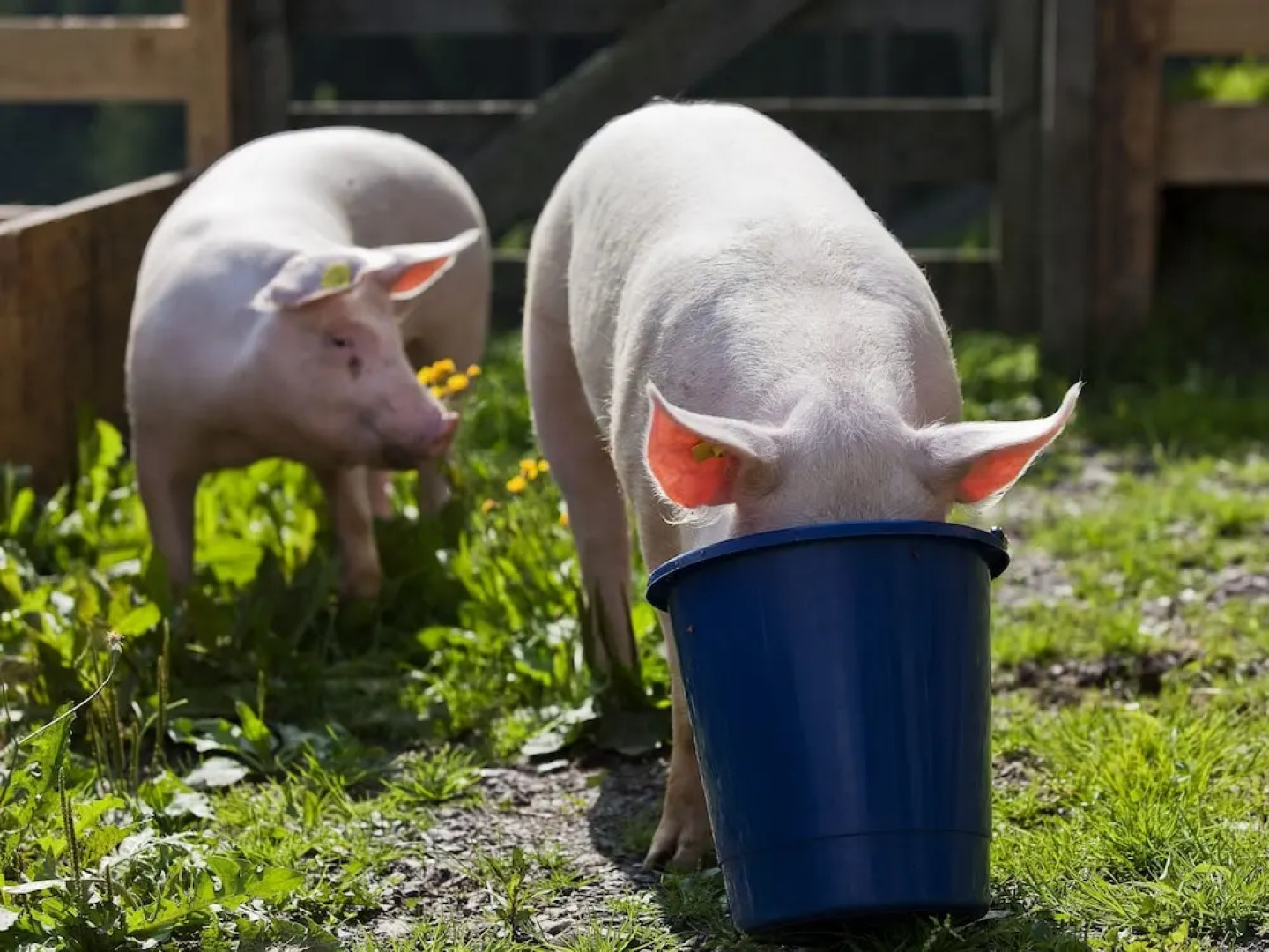 Sunlit Mansion with Garden near Ski Area in Söll