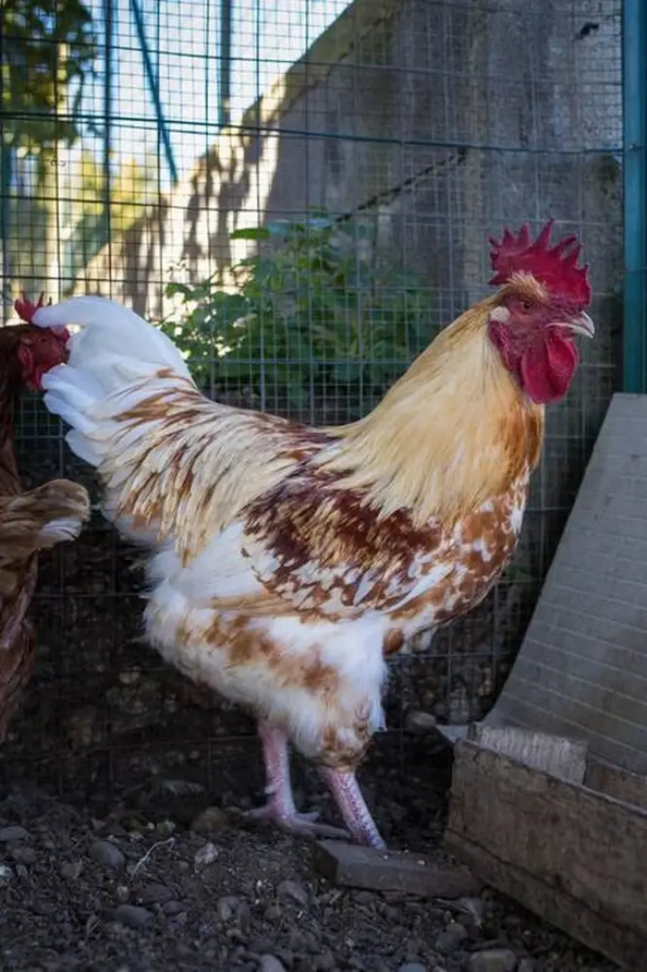 Villa With one Bedroom in Santa Teresa di Riva, With Wonderful sea View, Private Pool and Enclosed Garden - 1 km From the Beach