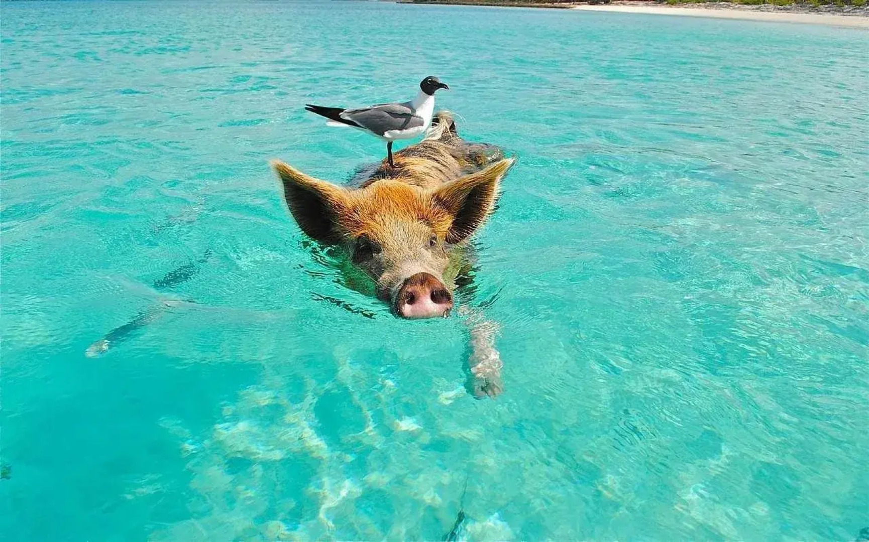 Treasure Cay Beach, Marina & Golf Resort