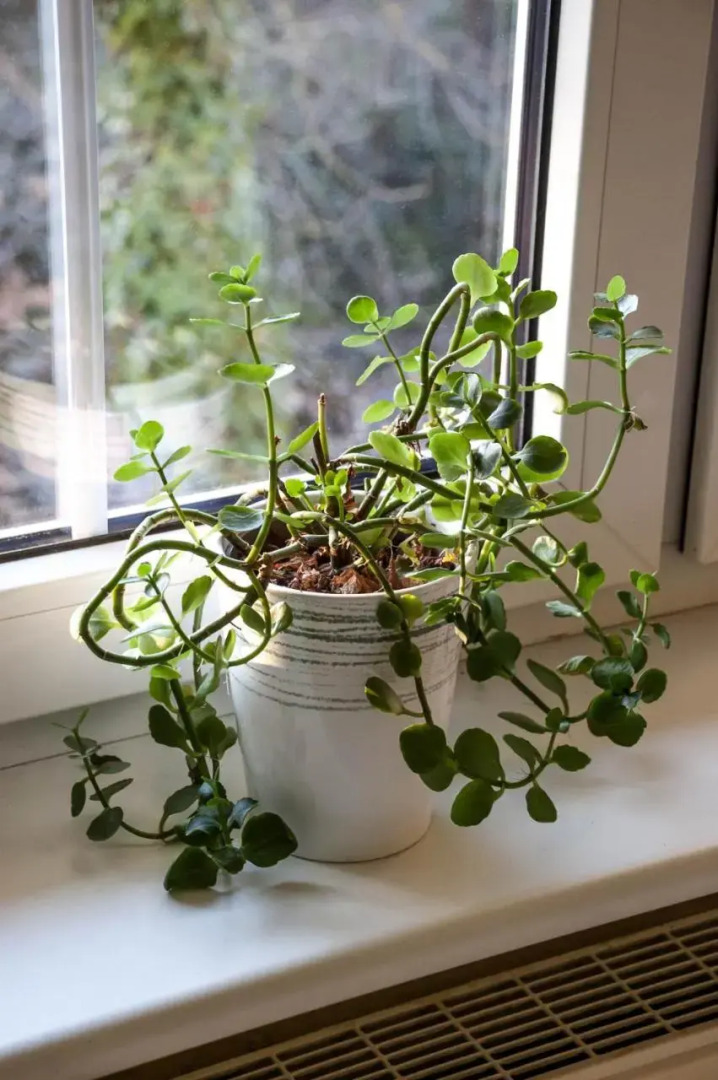 Willa Pod Starymi Lipami