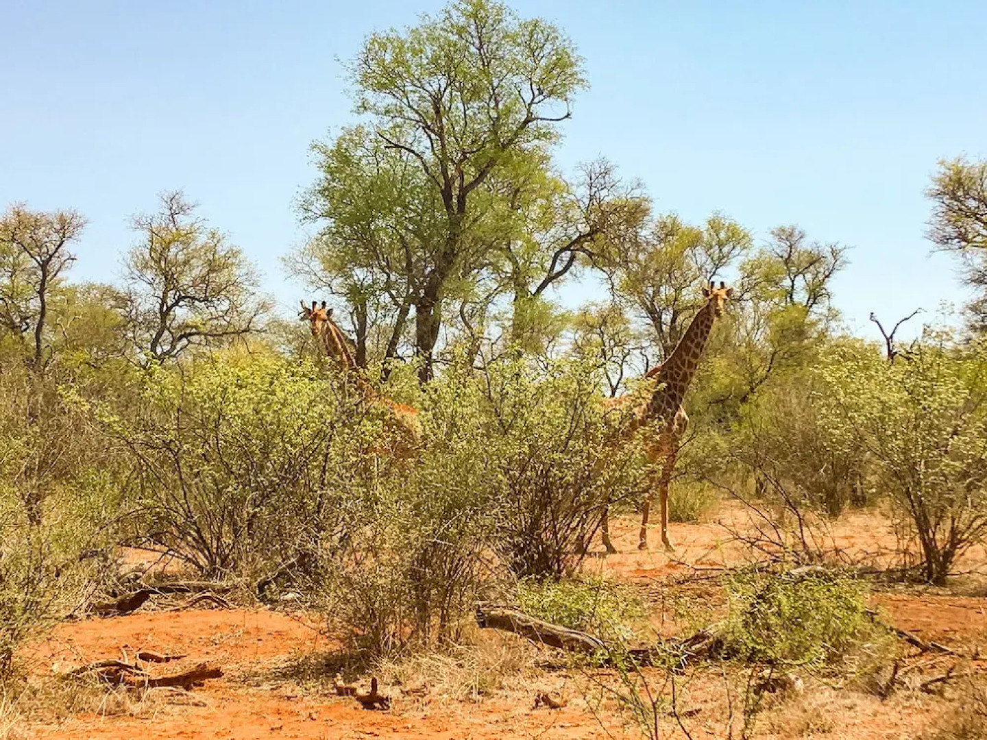 Zingela Nature Reserve - Baobab Tented Camp