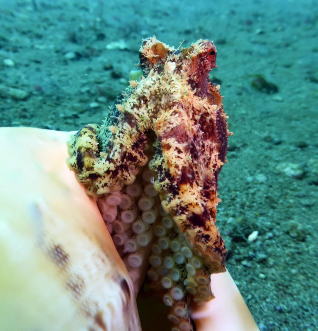 RedDoorz Plus @ Gracey Dive Resort Dumaguete