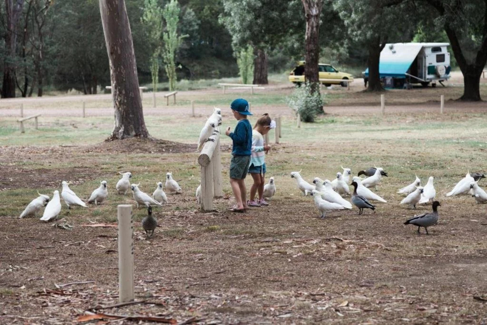 Eildon Pondage Holiday Park