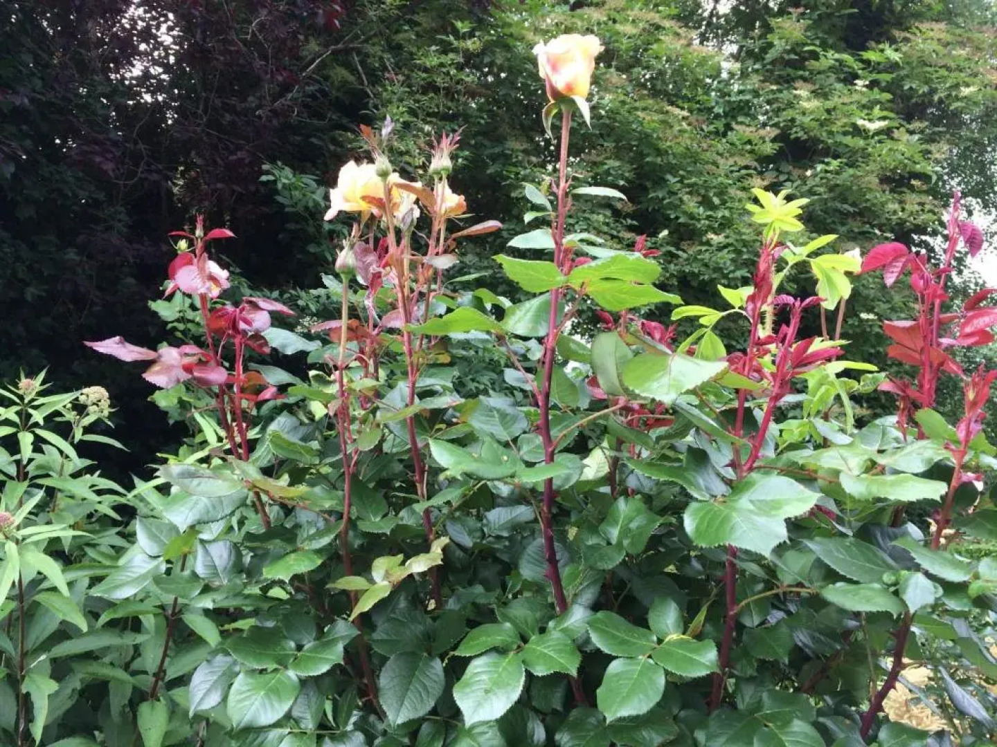 Craigroyston House & Lodge