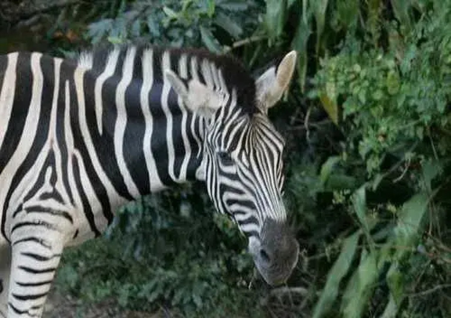 Tradewinds Country Inn