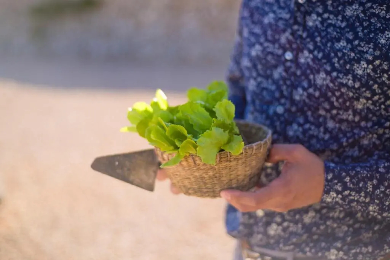 Agroturismo Llucmaçanes Gran