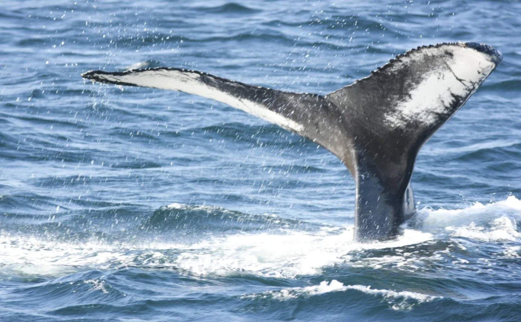 Отель Deer Lake Horizon 