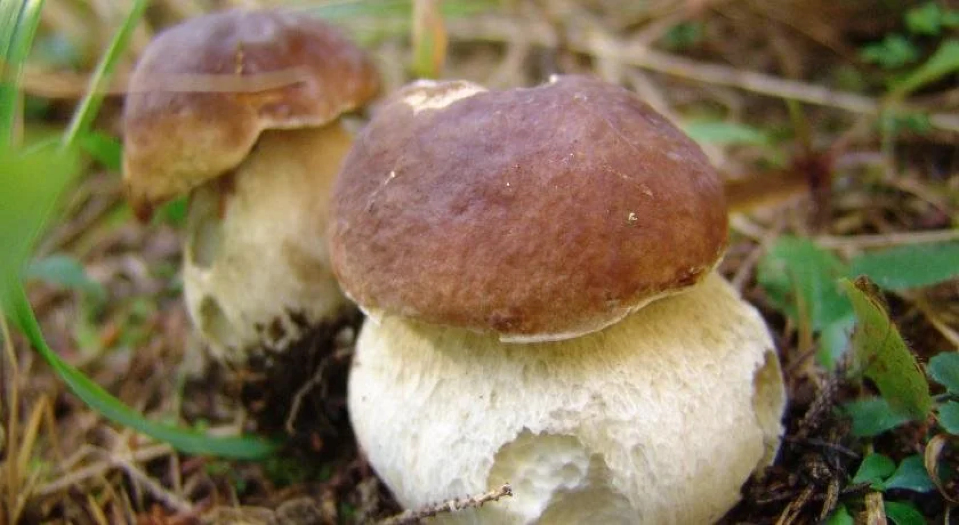 Šport Hotel Pokljuka