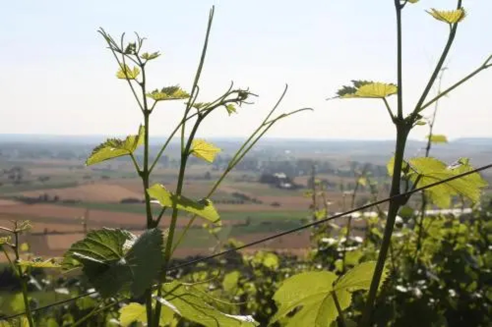 Schwarzer Adler Weingut