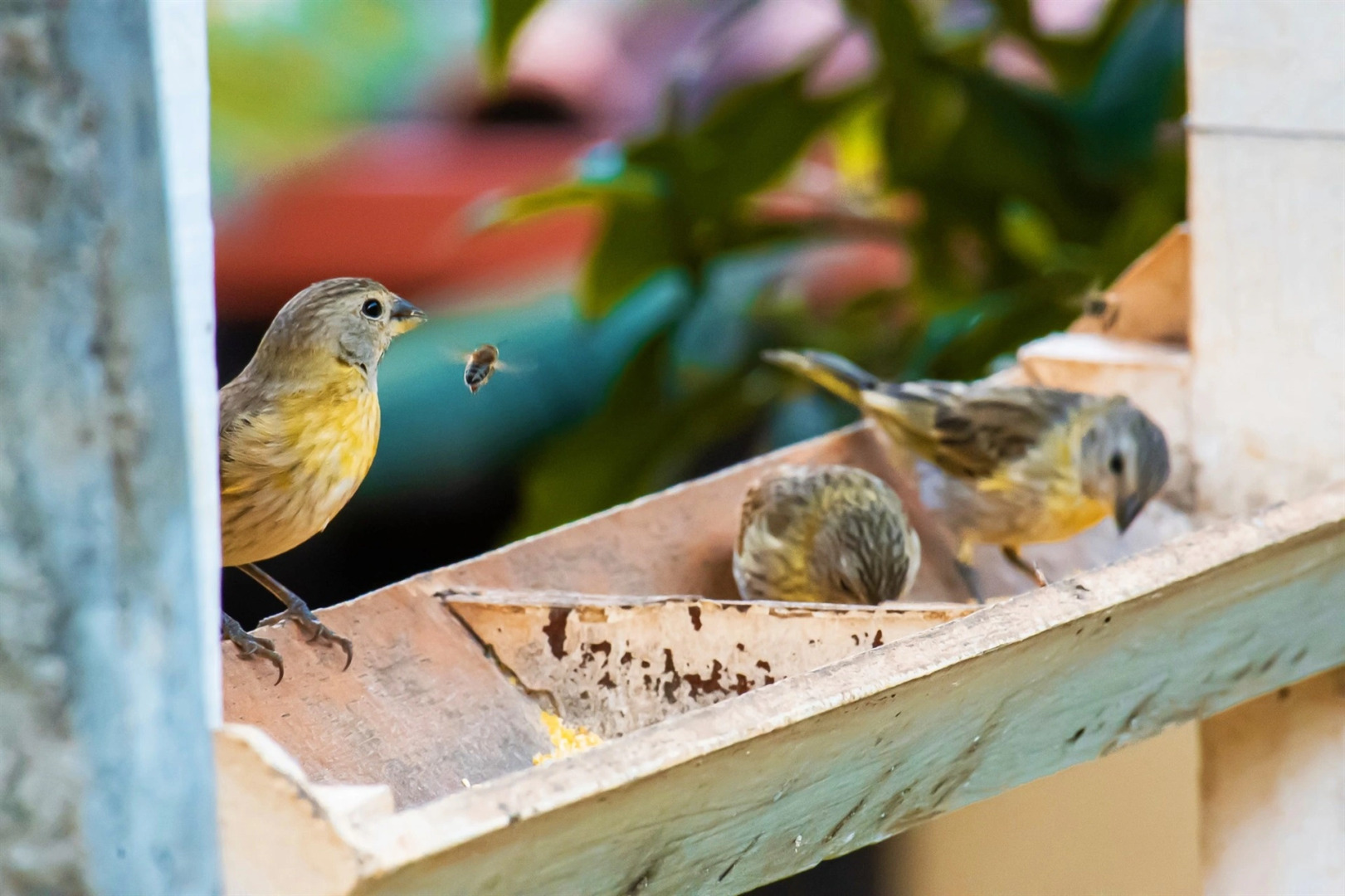 Hotel Fazenda Vilarejo