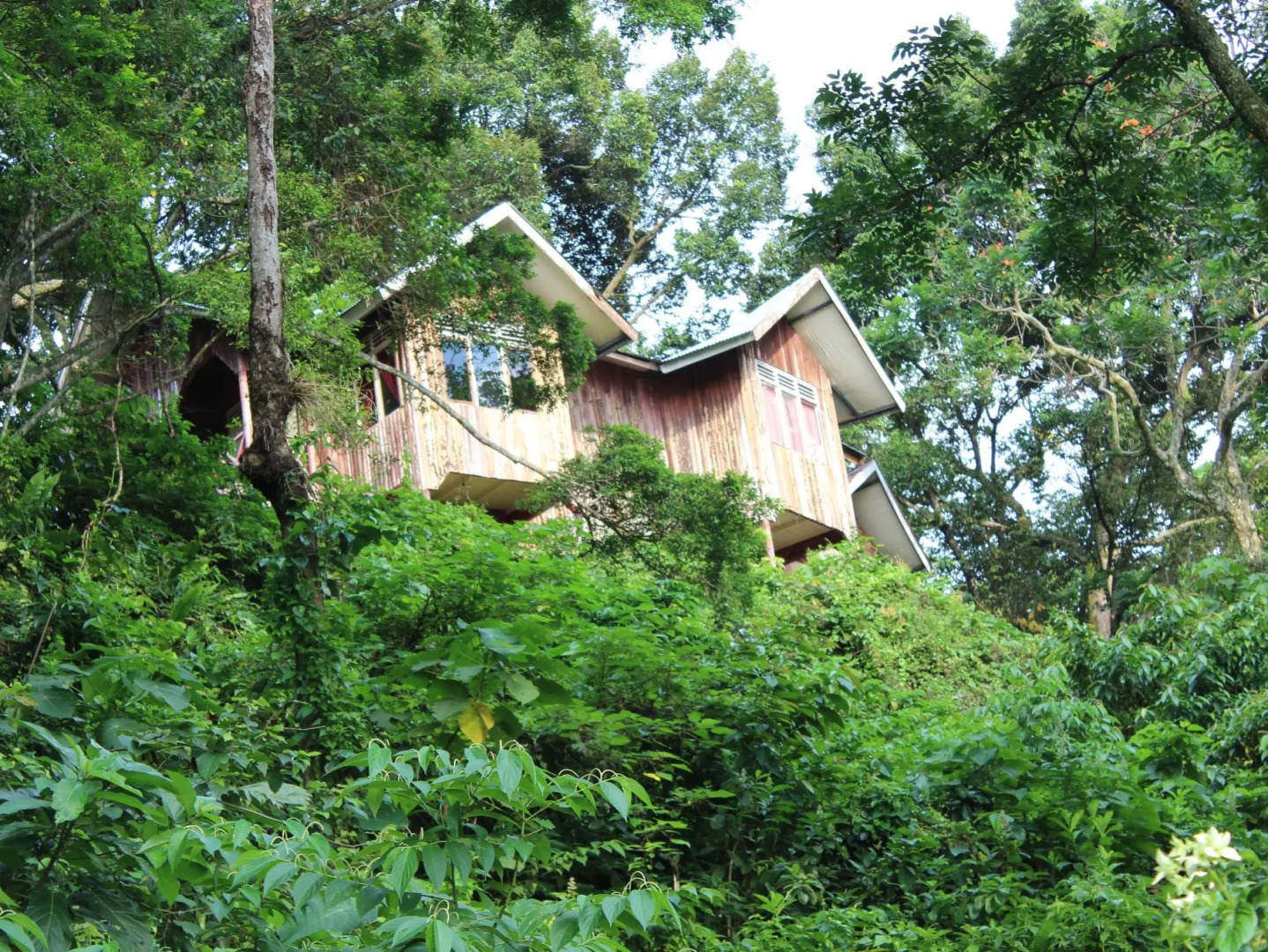Ecolodge Bukit Lawang