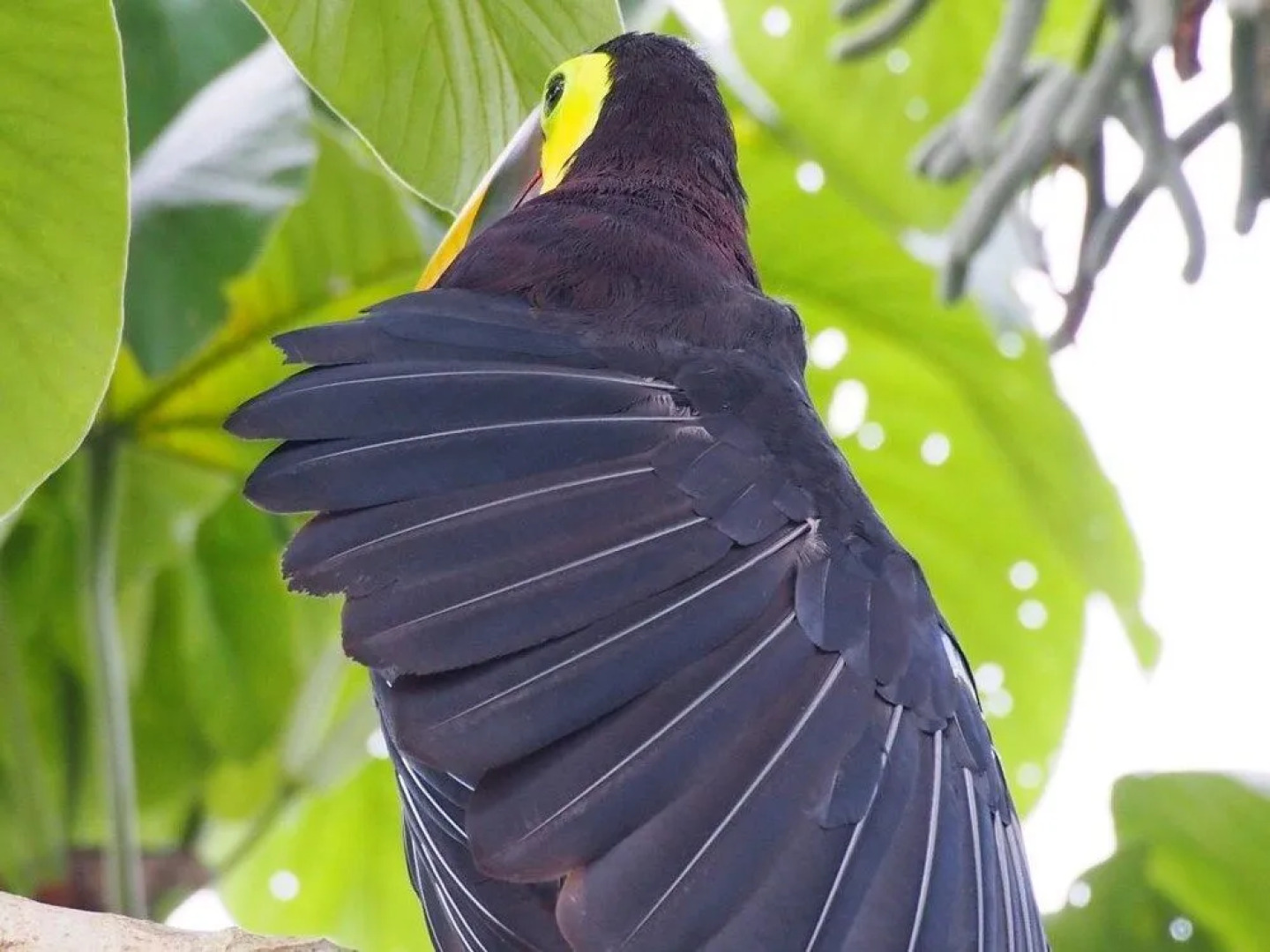 The Sunset Tucano Lodge