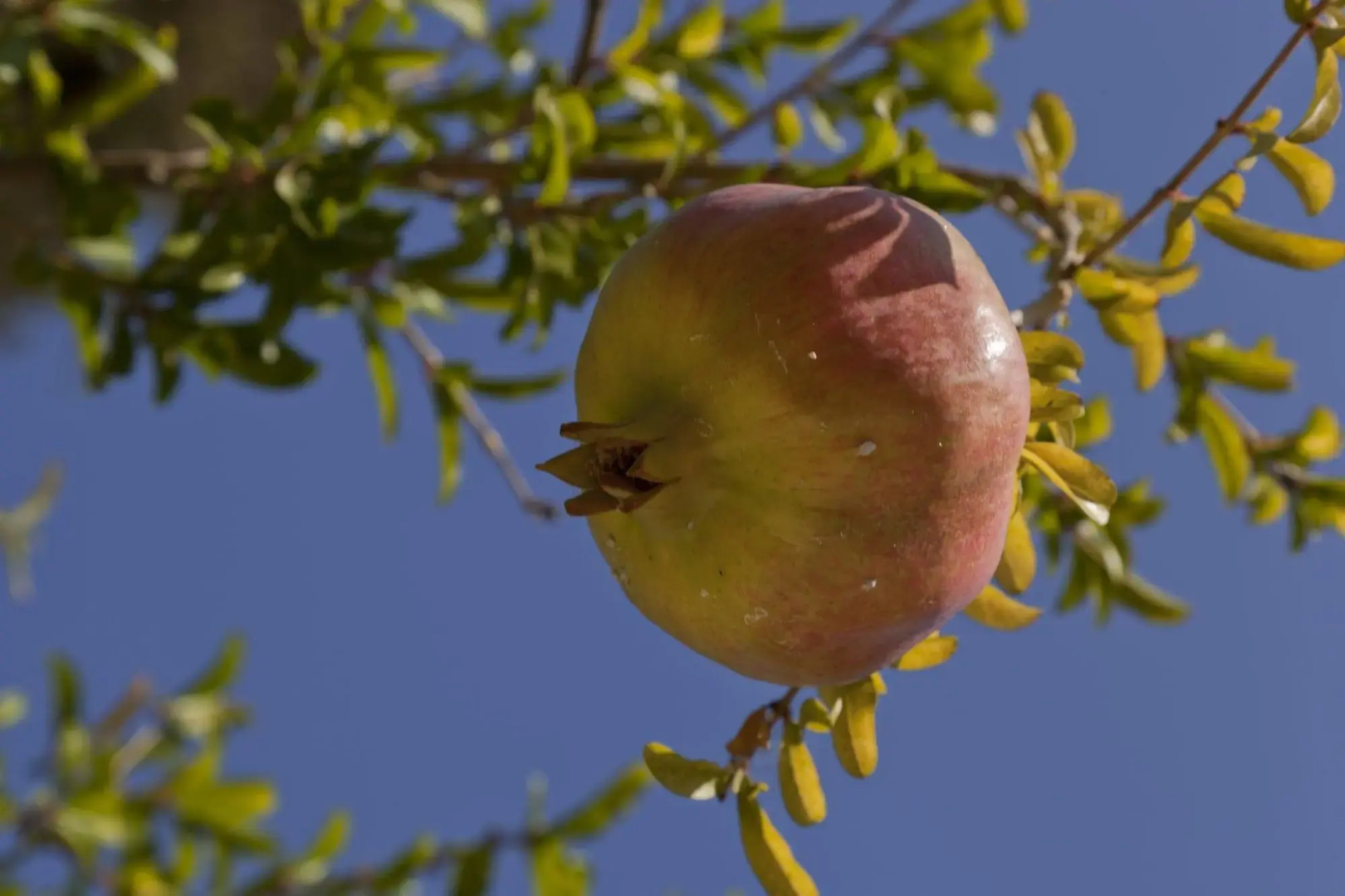 Creta Blue Boutique Hotel & Suites